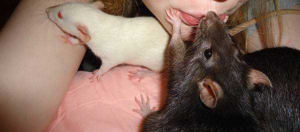 Дикие крысы (пасюки) в домашних условиях. часть 1