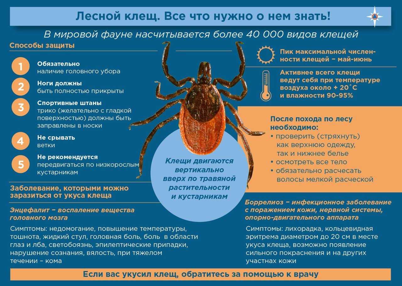 Иксодовый клещ: опасность для домашних животных и человека - kupipet.ru