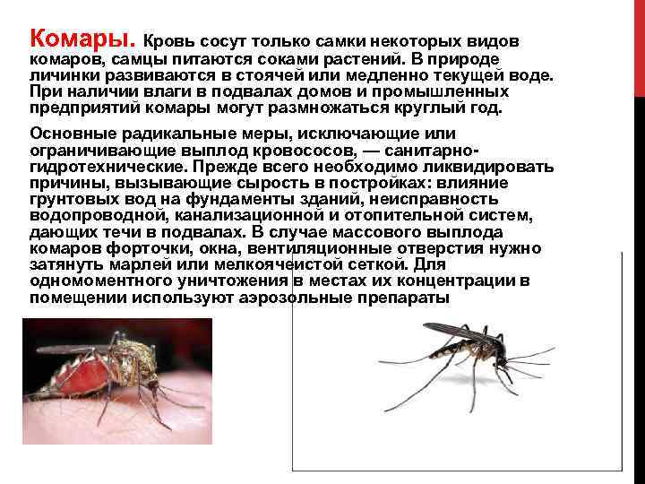 Как называется и чем питается личинка комара — ribnydom.ru