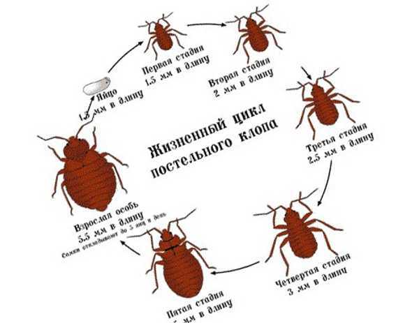 Какой цифрой обозначена на рисунке личинка первого возраста постельного клопа