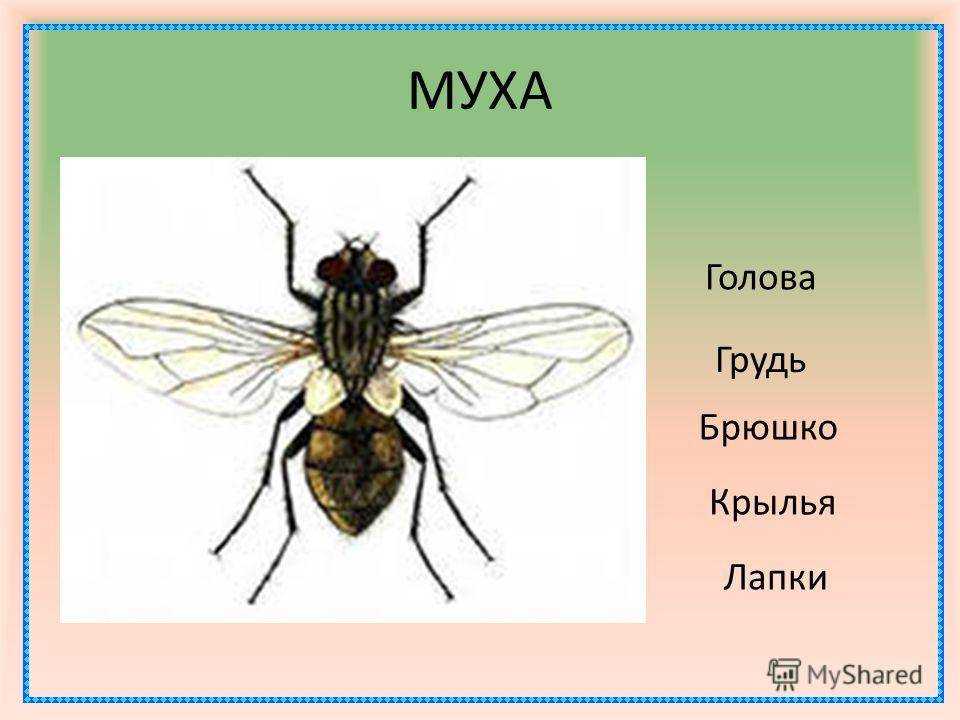 Ответ муха. Строение насекомых Муха. Муха ЦЕЦЕ строение. Внешнее строение мухи. Муха строение тела.