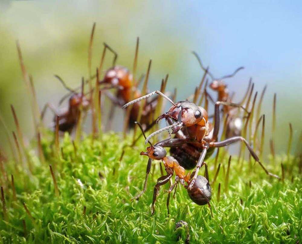 Сколько живет муравей: срок жизни муравьёв по видам