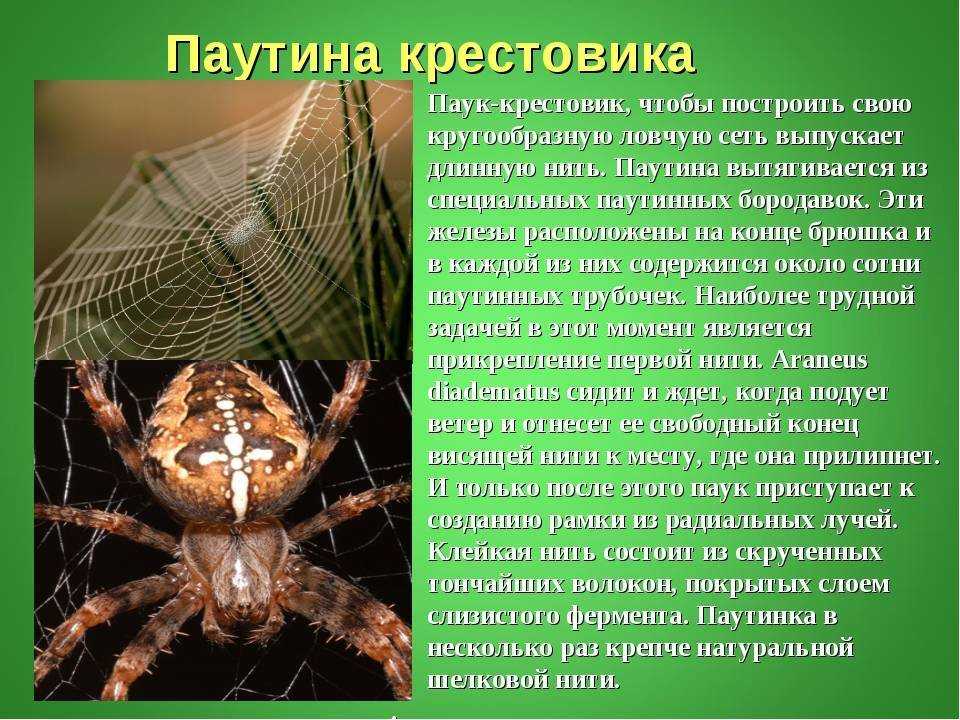 Опасен ли укус паука крестовика: первая помощь, как лечить, фото
