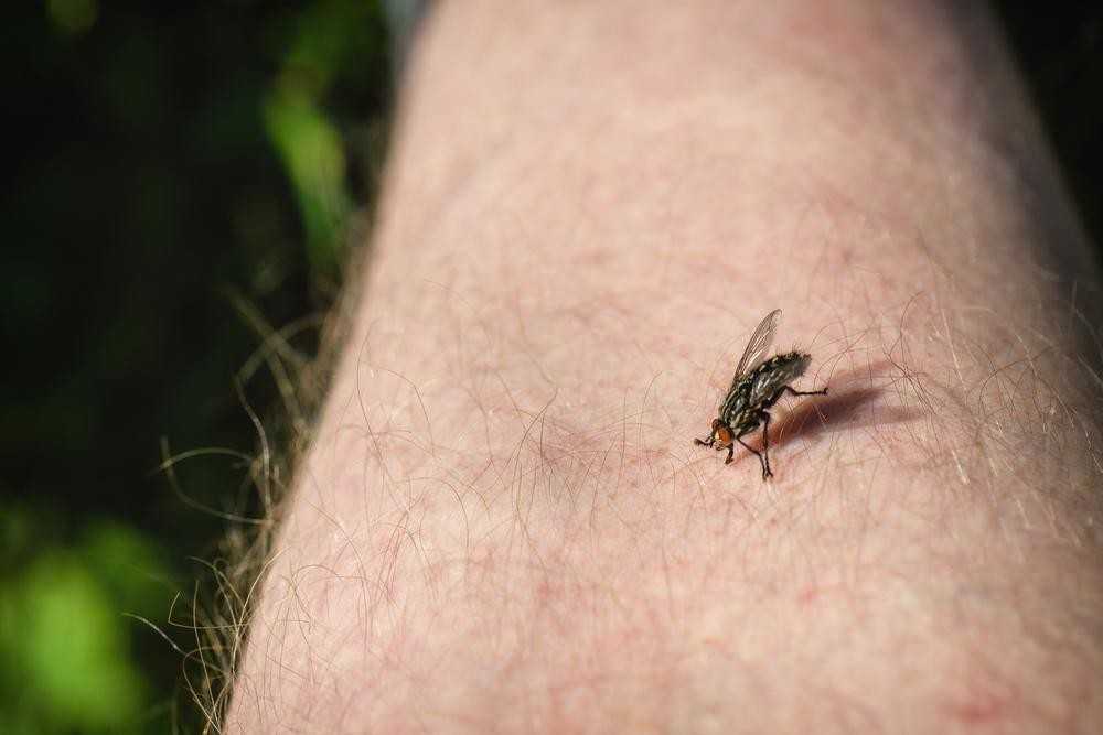 Почему муха в августе особенно злая и больно кусается?