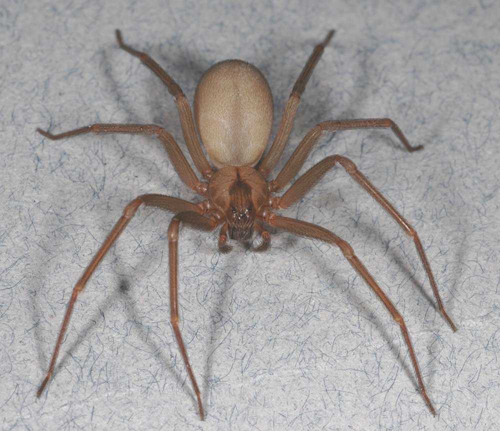 Brown Recluse Spider паук