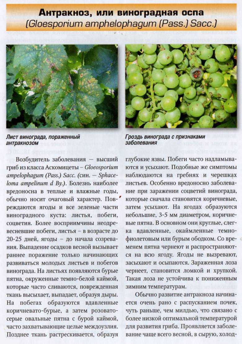 Оидиум винограда – лечение, профилактика, фото