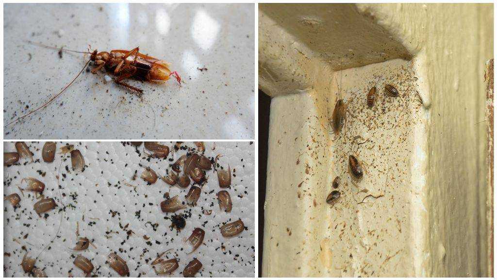 К чему и почему заводятся тараканы в доме и что делать со всем этим добром