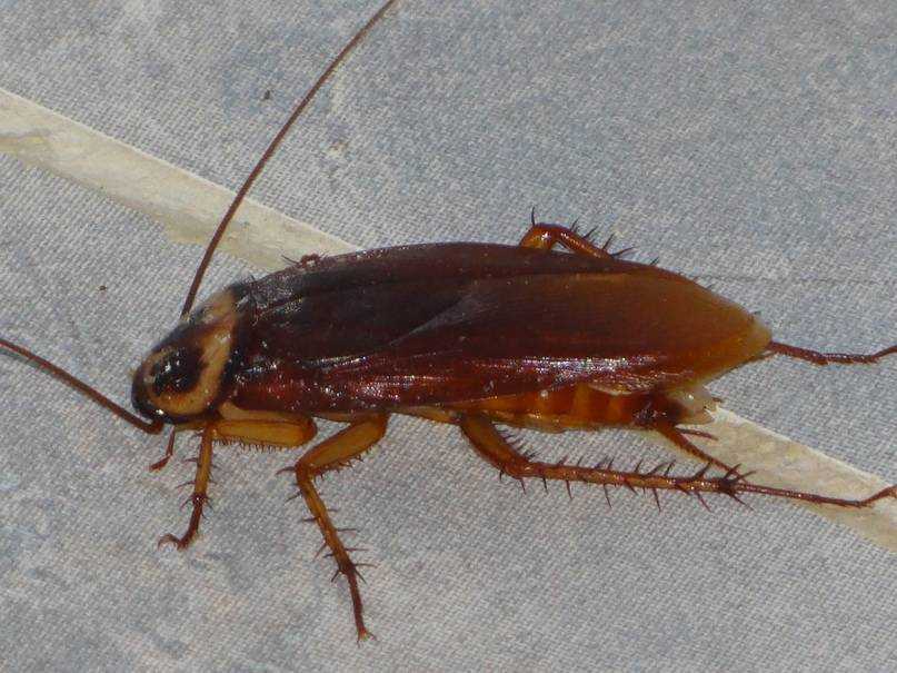Американский таракан (periplaneta americana): внешний вид и ареал обитания
