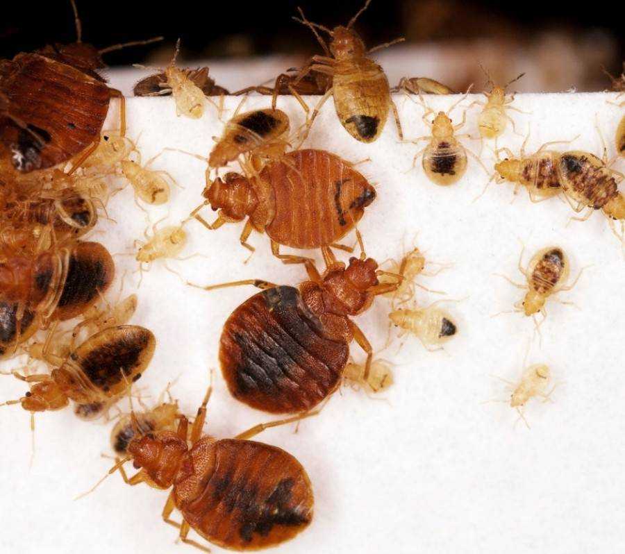 10 вещей, чего боятся тараканы в квартире или в частном доме больше всего
