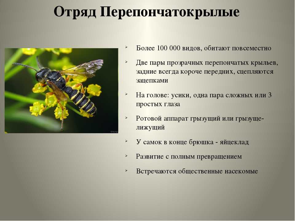 Givotinki.ru. виды орлов. описание, особенности и ареал обитания