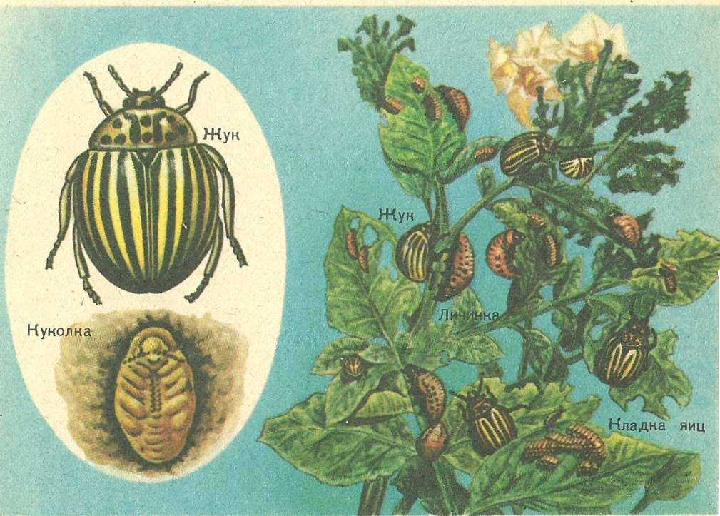 Как размножается колорадский жук. Личинка колорадского жука. Личинка жука колорадского жука. Цикл развития колорадского жука. Колорадский Жук превращение.