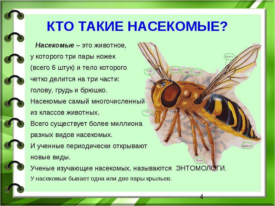 Проект по биологии интересные факты о насекомых