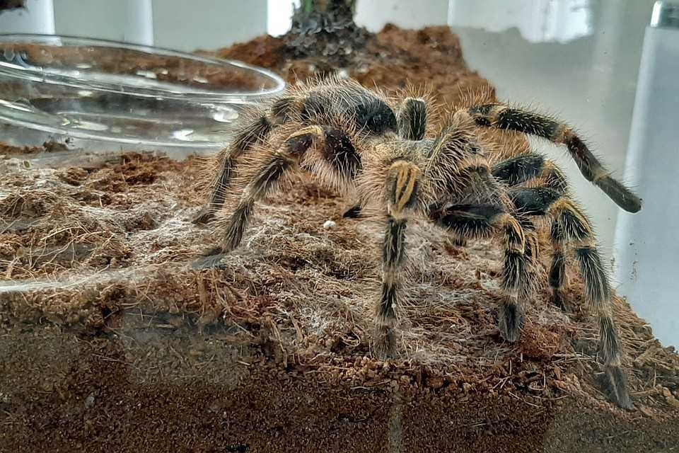 Что едят пауки в домашних условиях: чем кормить зимой, как часто едят