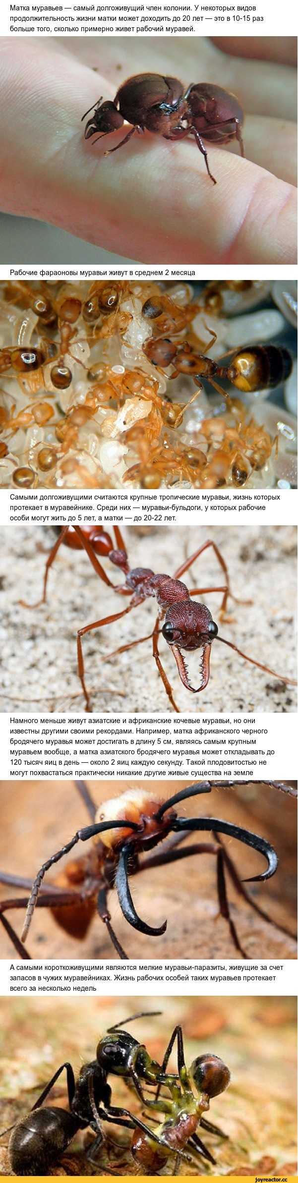 Какая иерархия существует у муравьев и кто главный в муравейнике?