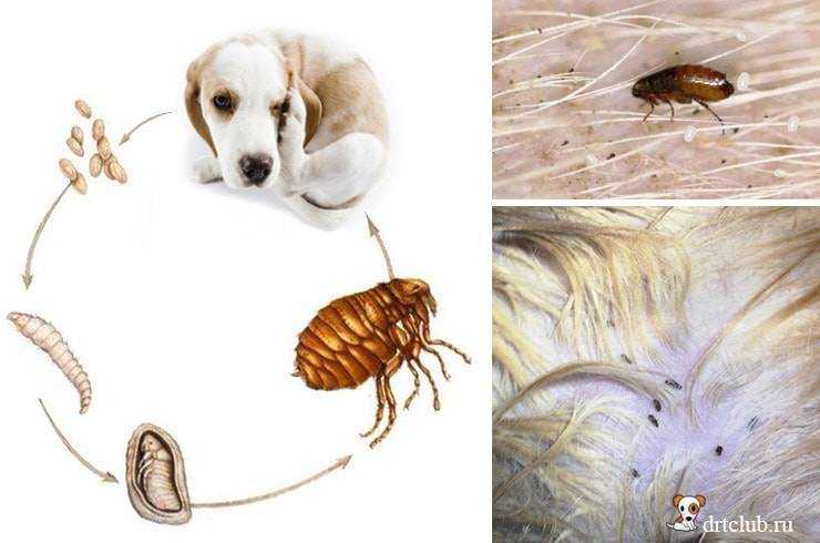 Какие болезни могут возникнуть у собак из-за блох и насколько это опасно