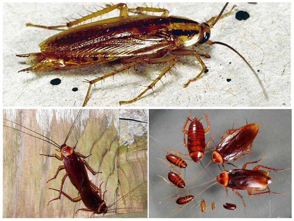 Тараканы: фото, виды (белые, американские, мраморные, домашние и другие), сколько живут эти насекомые, кусаются ли они