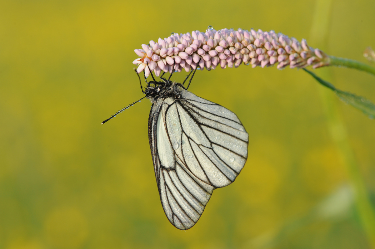 Белые бабочки на малине: как бороться во время цветения народными средствами и природные враги в 2022 году на гудгрунт