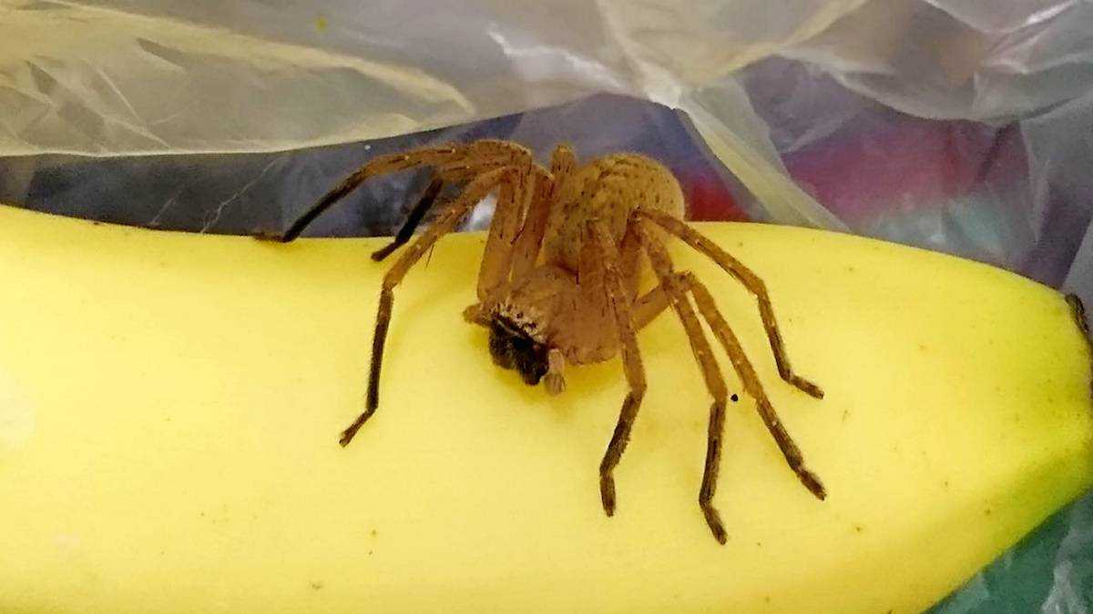 Бразильский паук путешественник, бегун, или солдат: описание вида, чем опасен его укус?