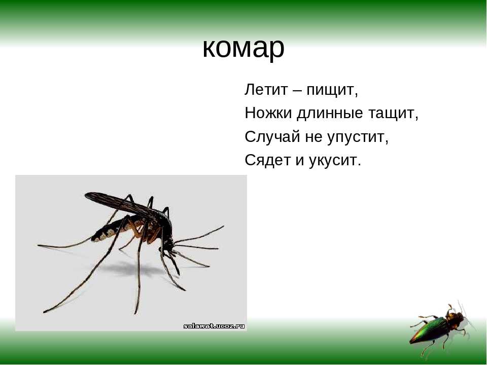 Почему комар пищит. Комар пищит. Комар жужжит. Почему комары пищат. Комар летает.