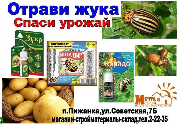 Горчица и уксус от колорадского жука на картофеле: рецепты, как применять, отзывы