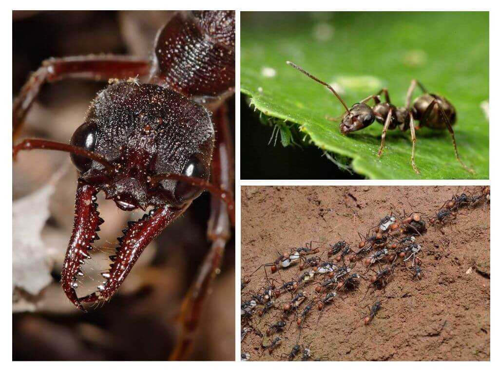 Реферат - муравьи и их значение в природе