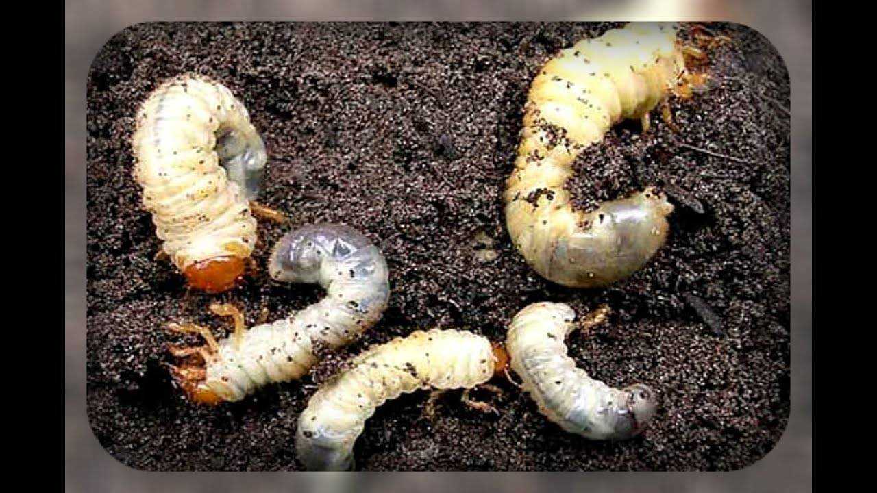 Как избавиться от гусениц? методы борьбы с гусеницами на садовом участке — лучшие народные средства