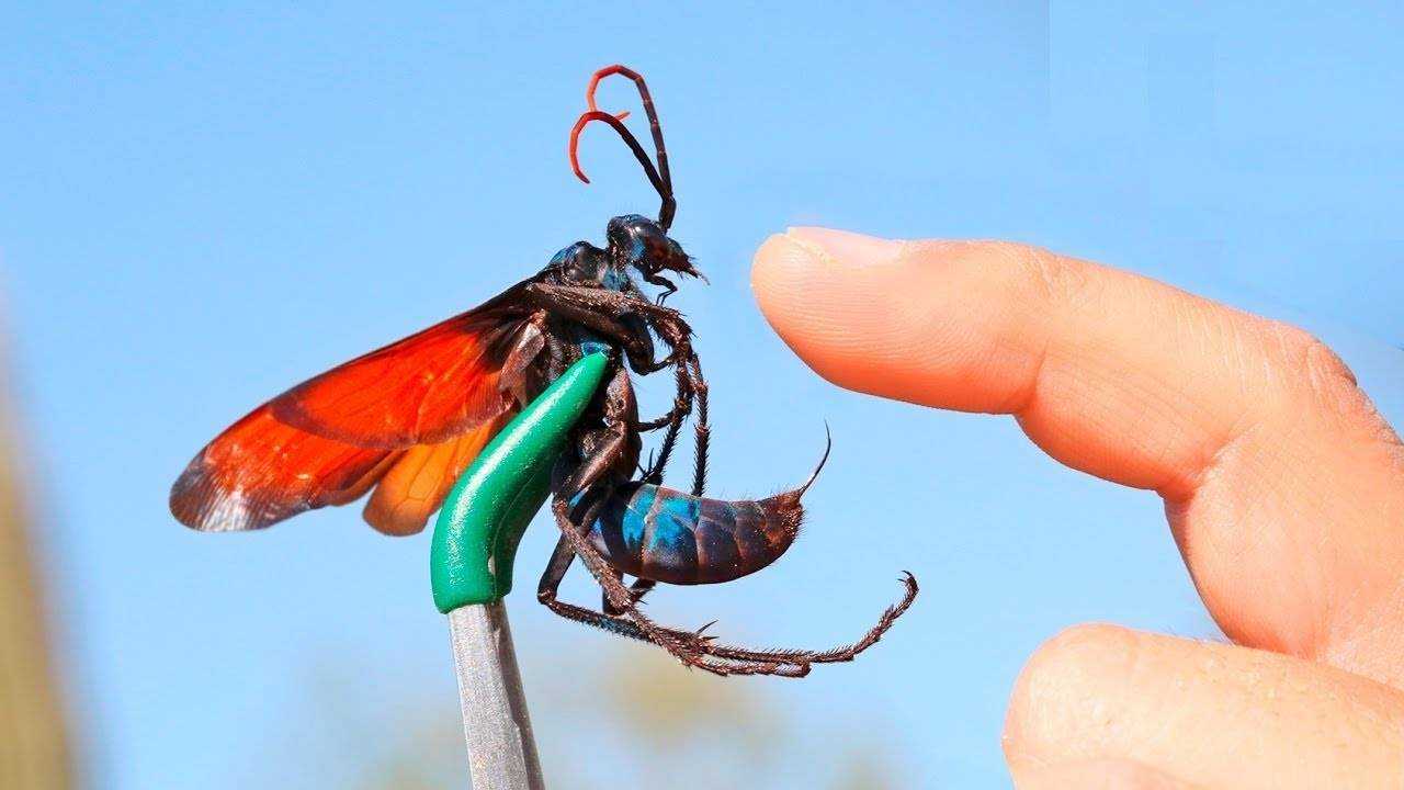 Самые ядовитые насекомые в мире (с фото) | vivareit