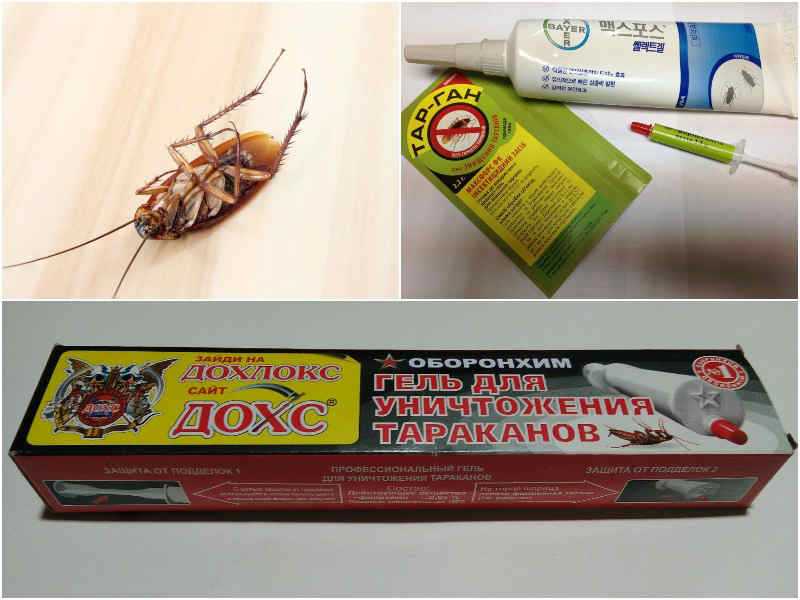 Обзор средства глобал (globol) от тараканов: инструкция по применению, отзывы