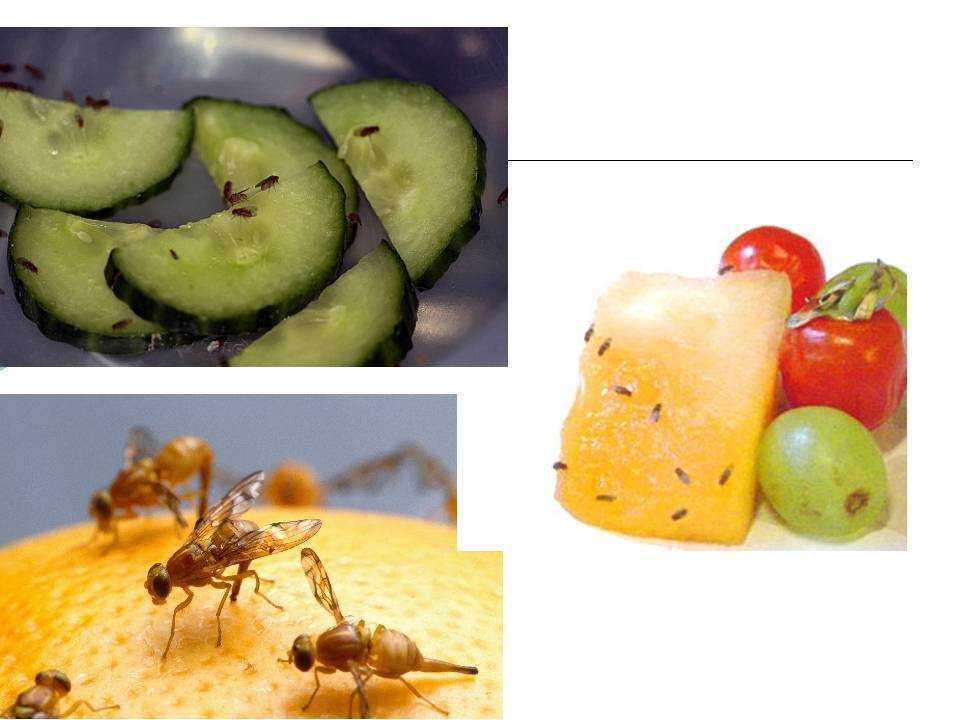 Дынная муха: как выглядит, чем опасна, как бороться, как избавиться