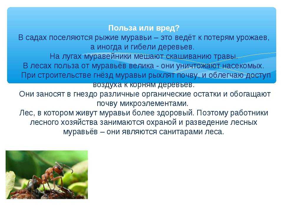 Польза сада. Польза и вред муравьёв. Польза муравьев. Польза и вред муравьев. Полезные и вредные муравьи.