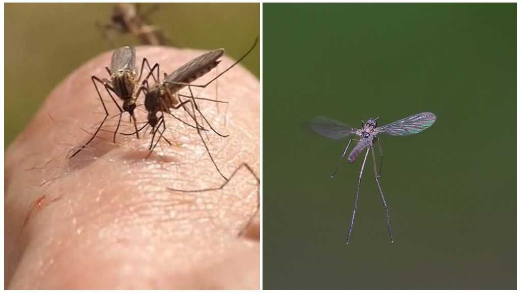 Скорость мухи в полёте: какая максимальная и для чего мухам большая скорость?