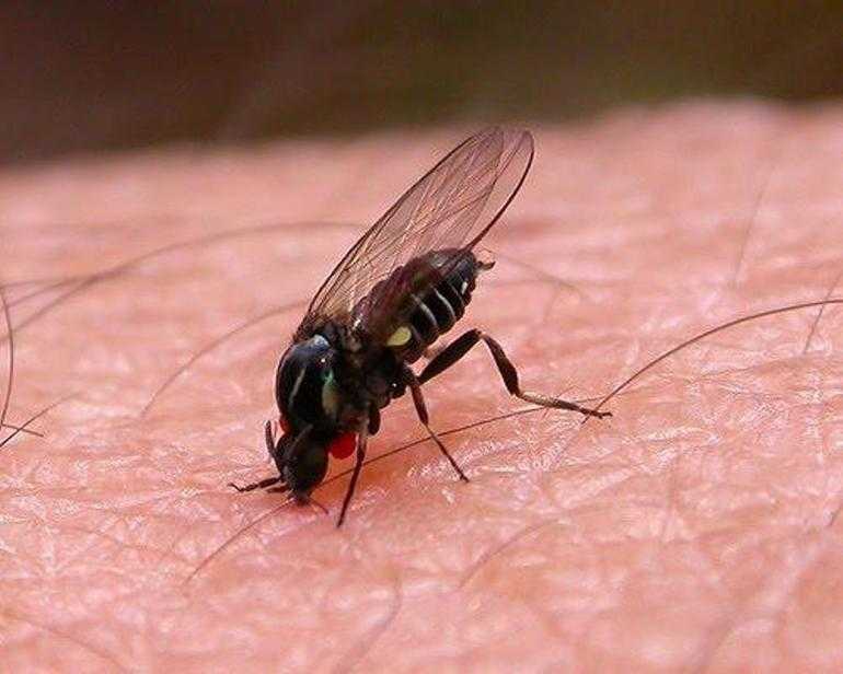 Почему мухи начинают кусаться в августе. почему мухи осенью кусаются