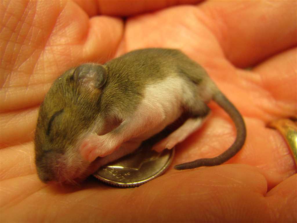 Сколько пальцев у мыши. Мышата полевки Новорожденные. Мышь маленькая новорожденная. Домовая мышь новорожденная.