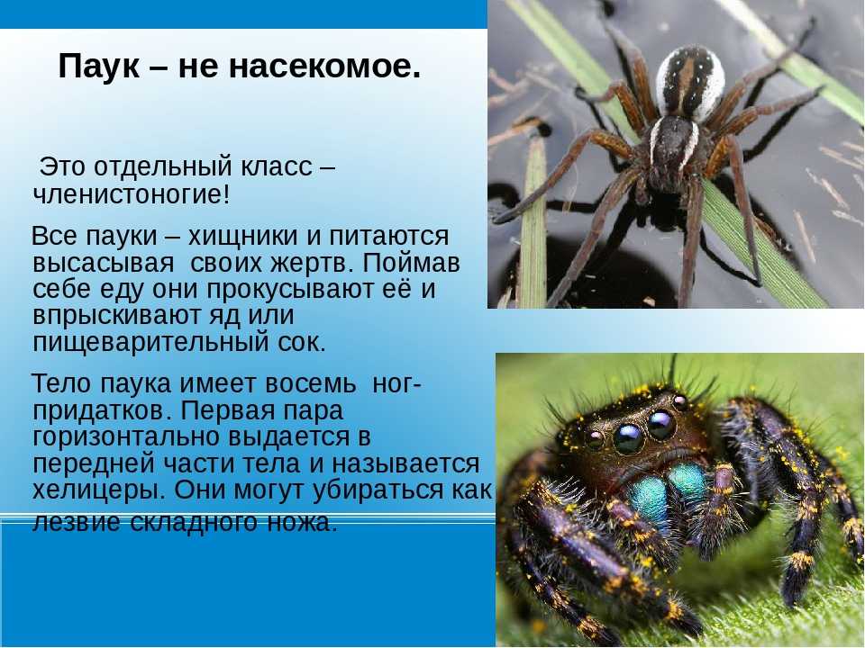 Проект пауки 1 класс