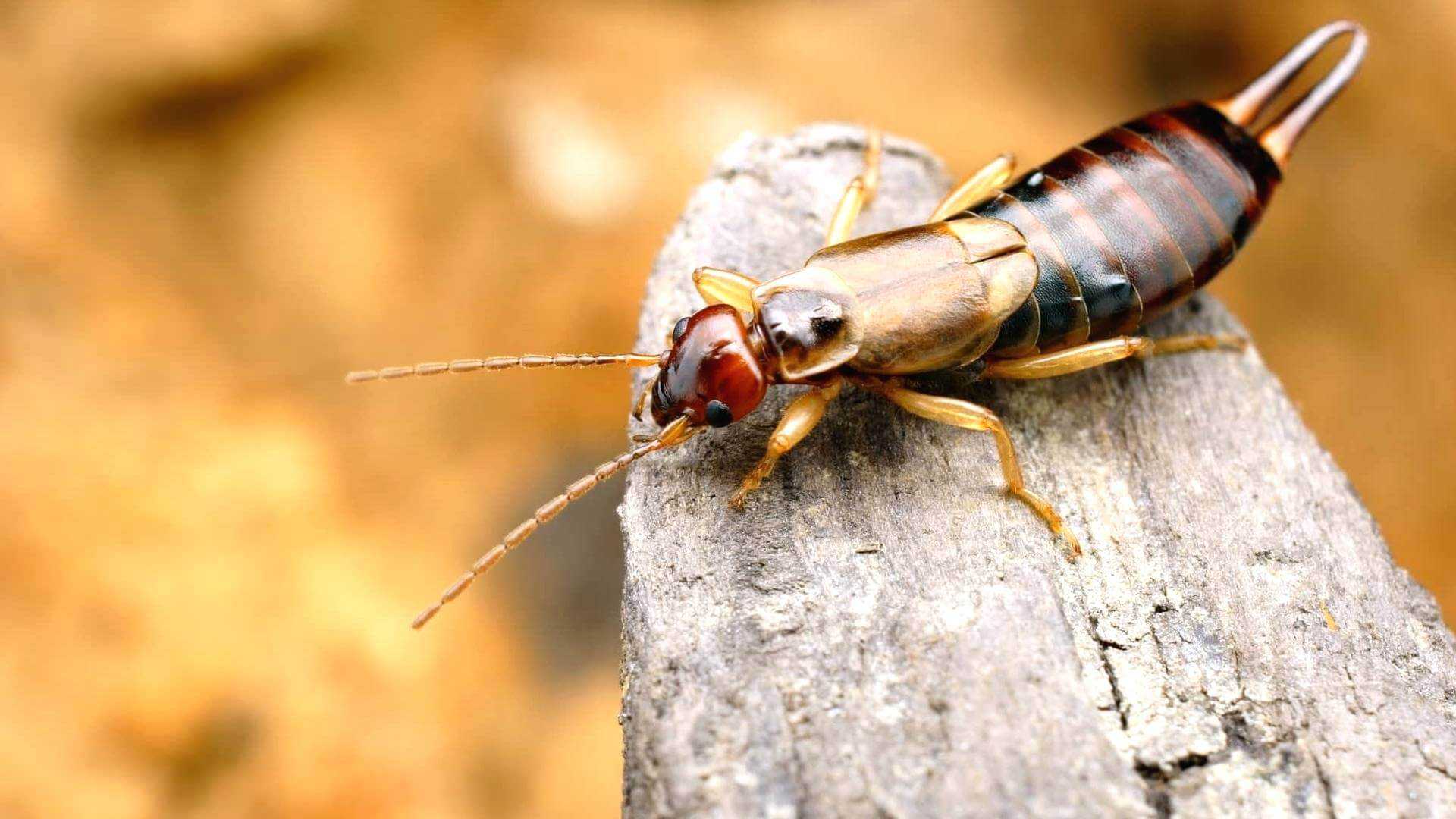 Уховертка насекомое. образ жизни и среда обитания уховертки