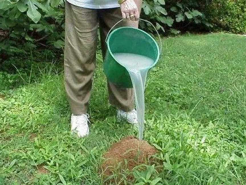 Манка от муравьев на огороде рецепт с фото пошагово