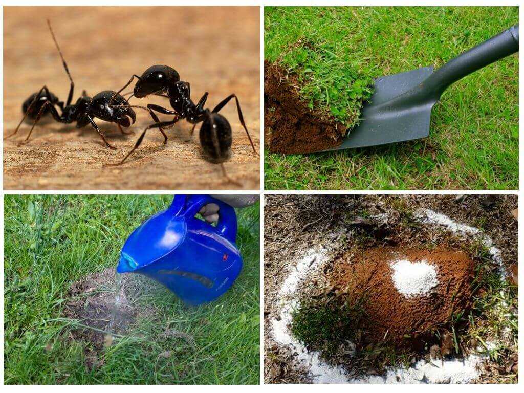 Избавляемся от муравьев на участке современными методами: инсектициды, народные способы, ловушки Всех ли муравьев стоит выводить Есть ли полезные для сада и огорода муравьи