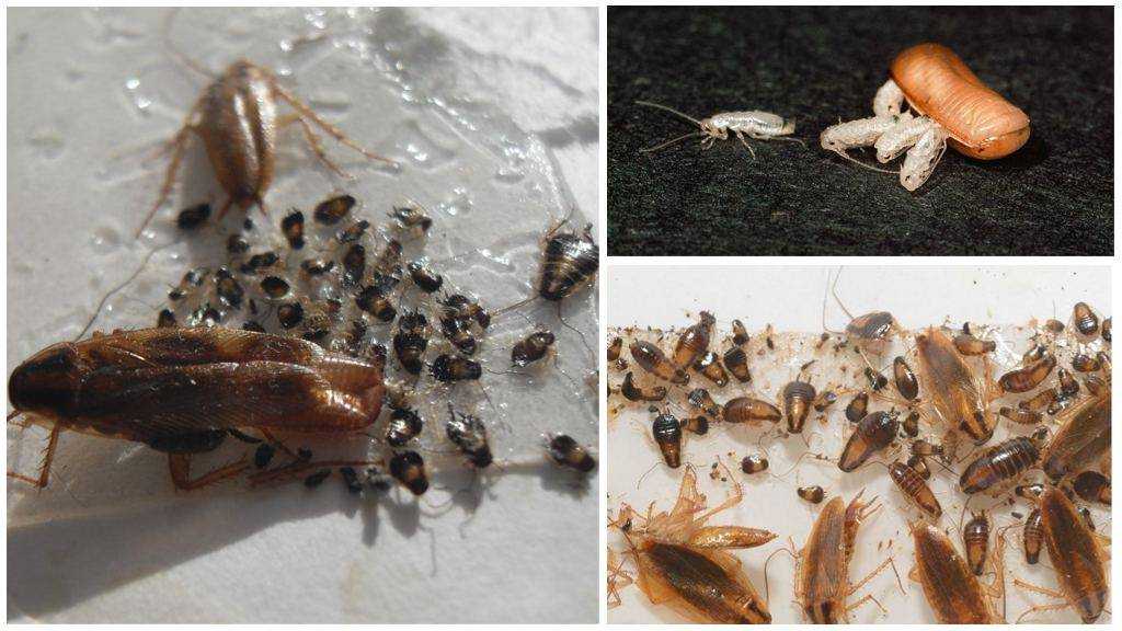 Как быстро размножаются домашние тараканы и как выглядит их самка?