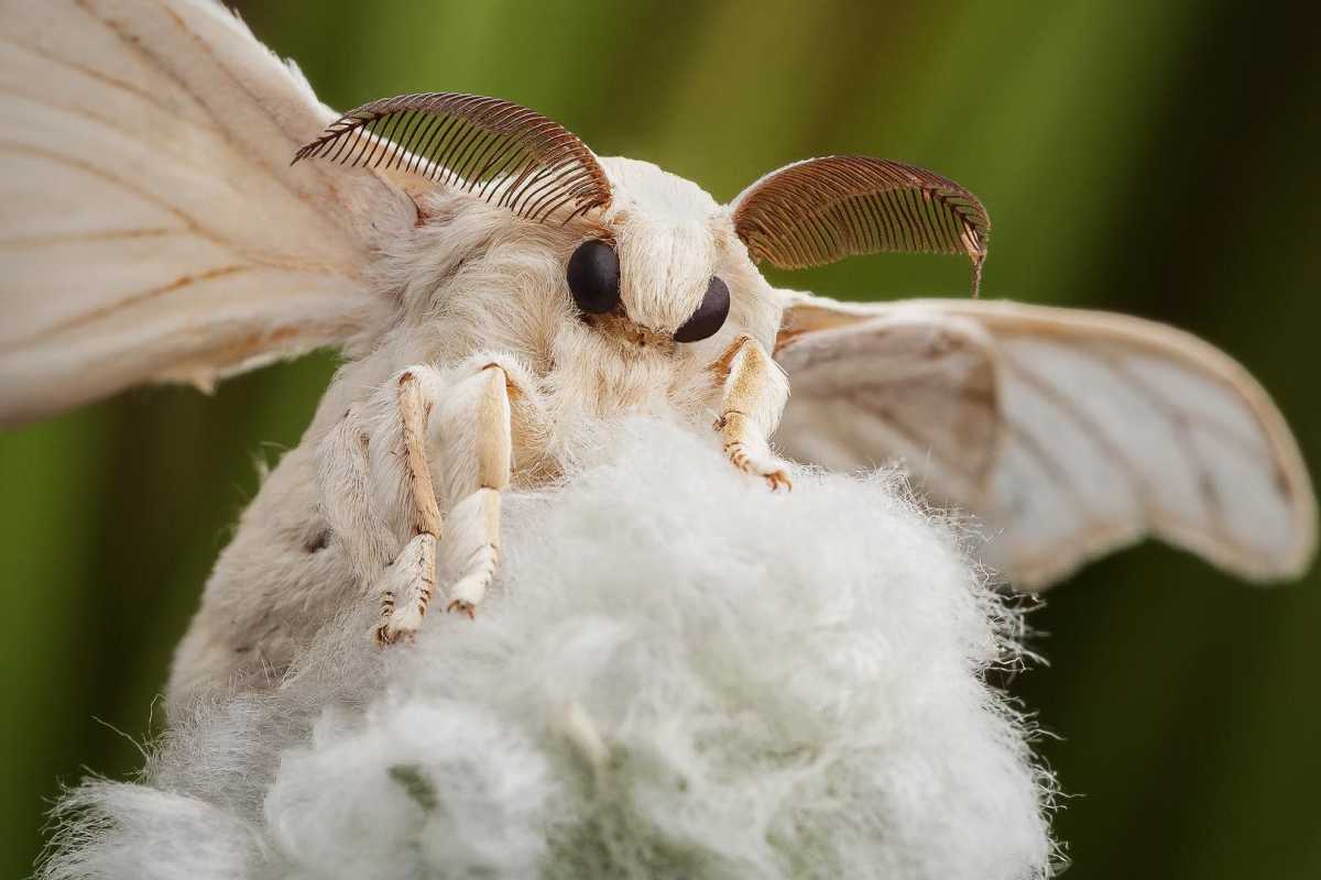 Бабочка тутового шелкопряда: история производства шелковой ткани, жизненный цикл насекомого, время жизни, способ её размножения и процедура одомашнивания