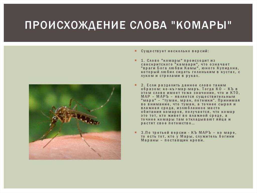 Комар какая среда. Происхождение комара. Происхождение комаров. Факты про комаров. Интересный вопрос про комара.
