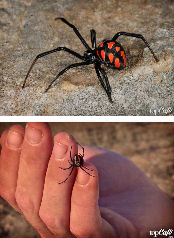 Самый большой паук в мире - топ 10 с фото и видео