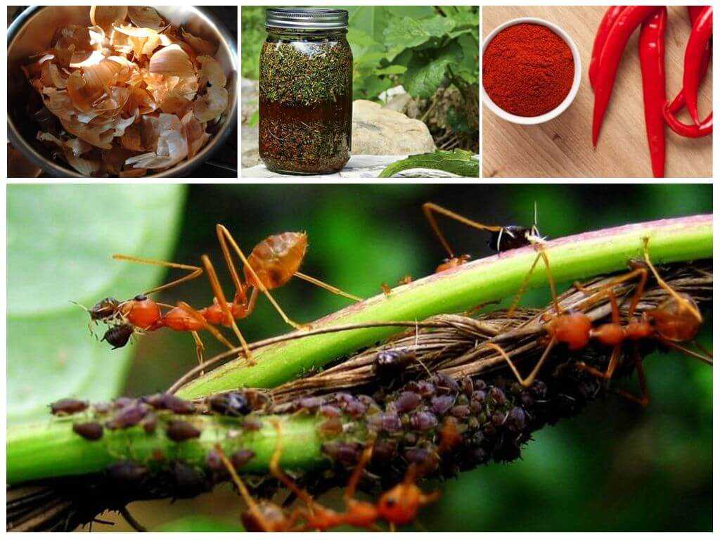 14 растений, отпугивающих комаров и других назойливых насекомых
