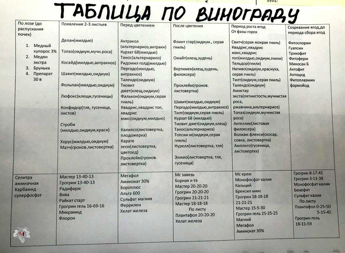 Чем опрыскивать виноград весной до распускания. Схема обработки винограда весной. Схема обработки винограда от болезней и вредителей. Таблица обработки винограда. Схема обработки винограда от болезней.