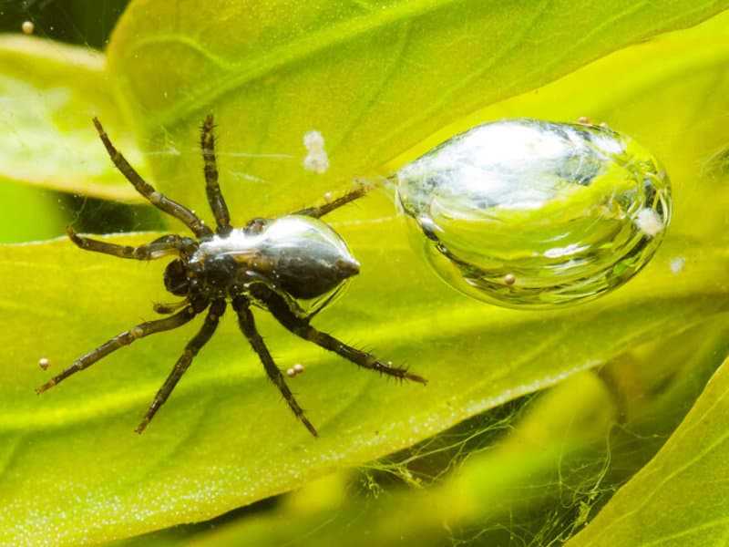 Как выглядит паук серебрянка фото