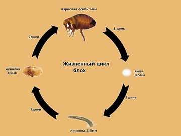 Как выглядят личинки блох разных видов и как их эффективно уничтожить