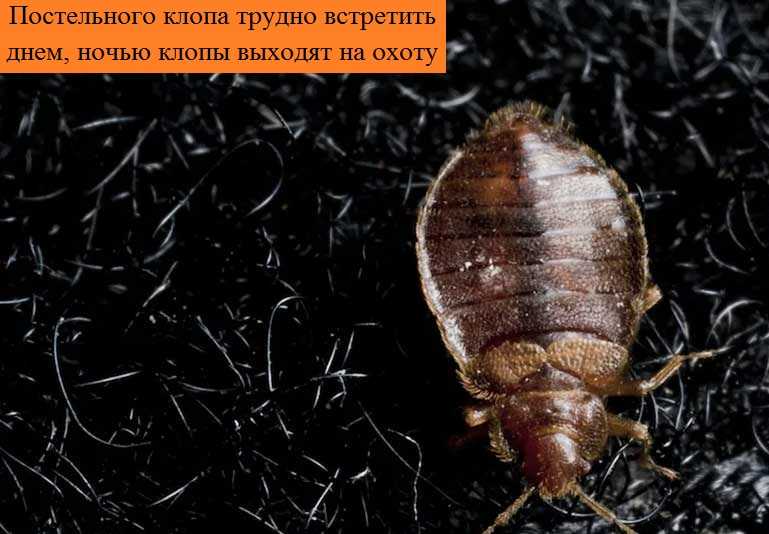 Постельные паразиты – разновидность насекомых и симптомы присутствия