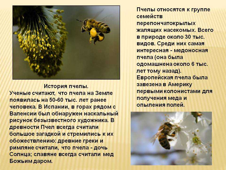 Пчеловодство доклад 3 класс. Пчела описание. Информация о пчелах. Сообщение о пчелах. Доклад о пчелах.