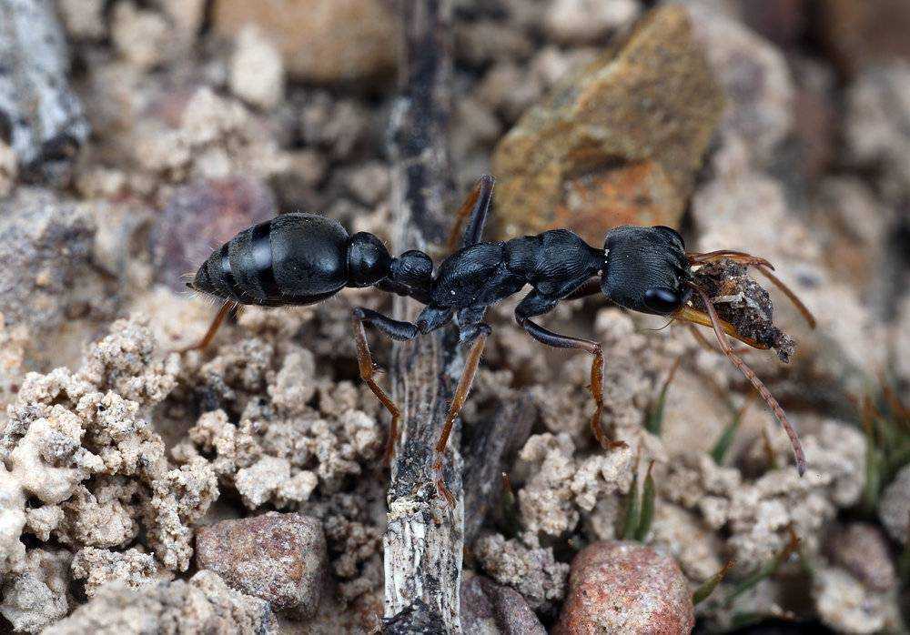 Список самых больших муравьёв в мире
