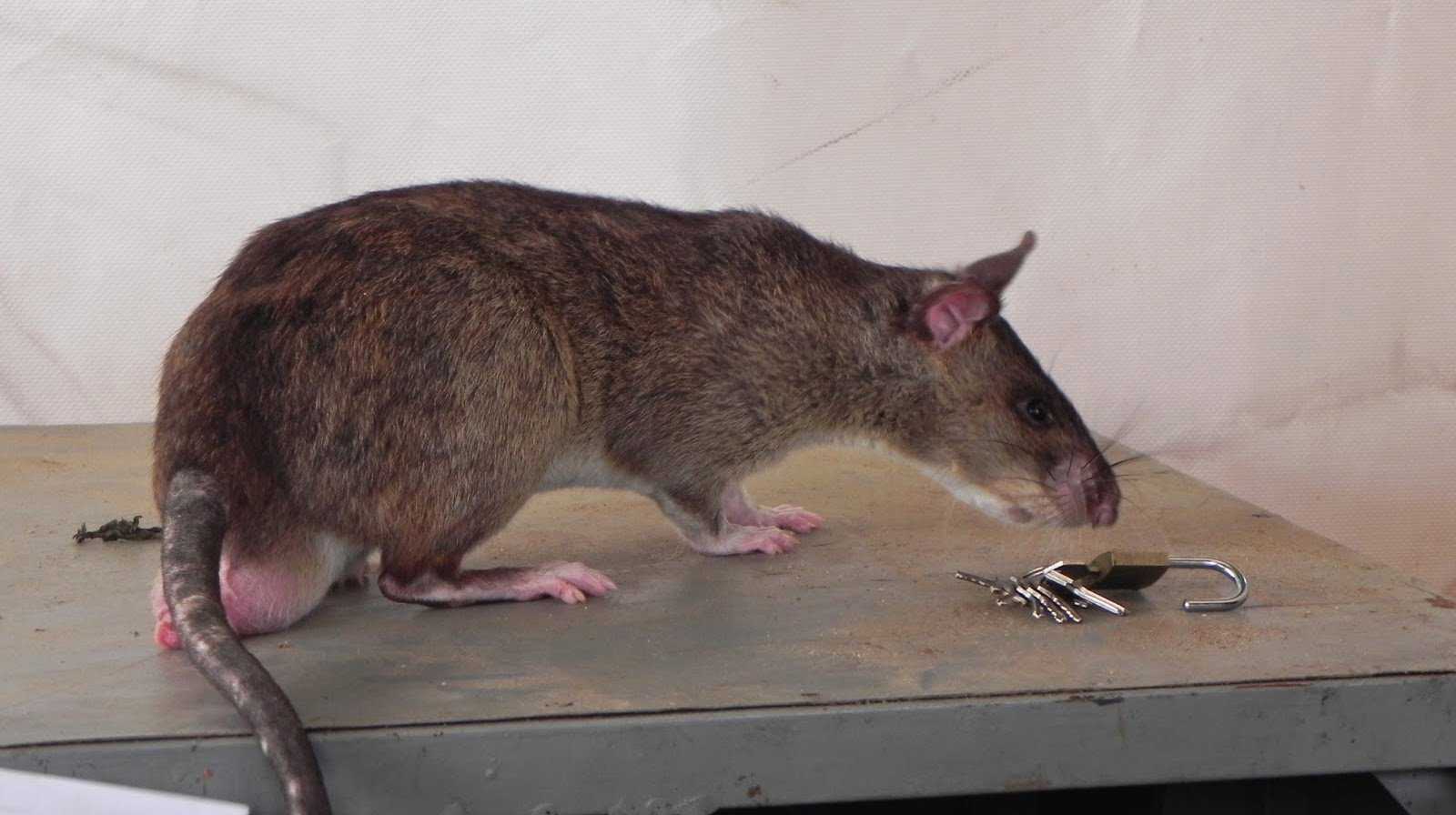 Сумчатая крыса гамби: африканская дрессированная сумчатая