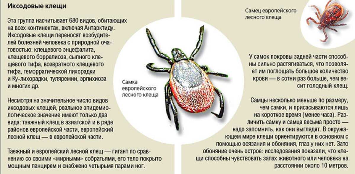 План по профилактике инфекций передающихся иксодовыми клещами
